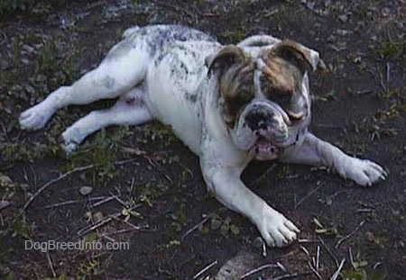 The front right side of a white with brown Bulldog that is laying on the ground and it has dirt all over its white coat.