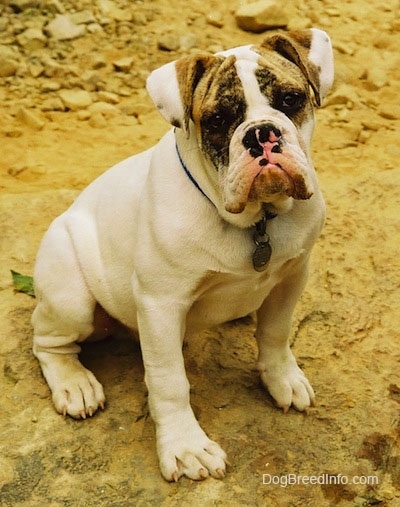 The front right side of a white with brown Bulldog puppy that is sitting in sand, its head is tilted to the right and it has dirt on its lips.