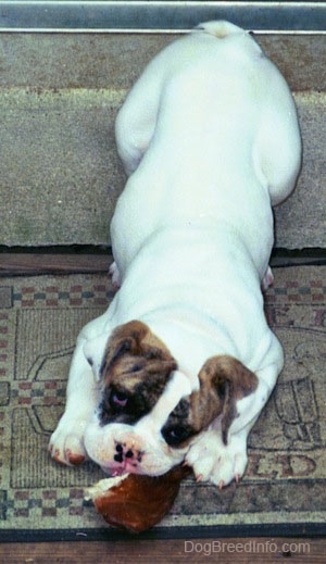Topdown view of a white with brown Bulldog puppy that is laying down on a door mat and it is chewing on a hoof.