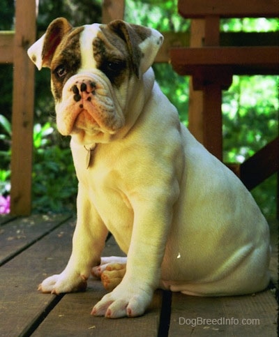 The left side of a white with brown Bulldog puppy that is sitting on a wooden deck and it is looking forward.