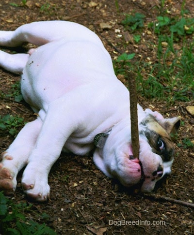 The left side of a white with brown Bulldog Puppy that is laying on its side and there a stick in its mouth.