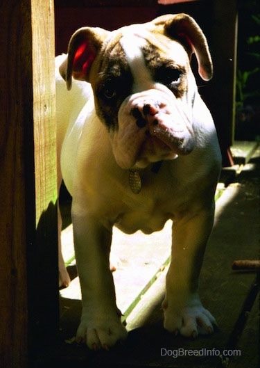 A white with brown Bulldog puppy is peering between the rails of a deck and its head is slightlyt tilted to the left.
