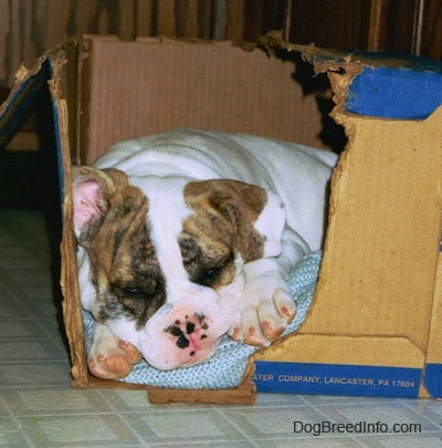 A white with brown Bulldog puppy sleeping in a chewed cardboard box.