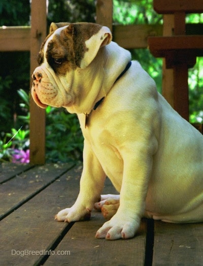 The left side of a white with brown Bulldog Puppy that is sitting across a wooden deck.