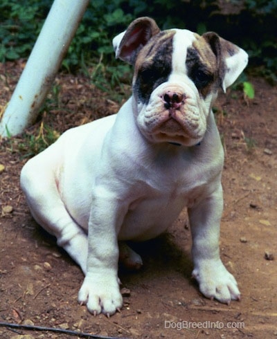 The front right side of a white with brown Bulldog puppy that is sitting outside under a swingset and it is looking forward.