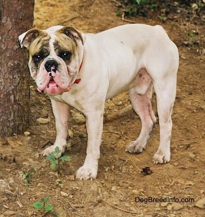 Spike the Bulldog standing outside in dirt in front of a tree with his mouth open