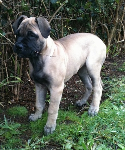 Lacee the Bullmastiff standing in grass with a stick in her mouth. Lacee is standing in front of a thick bush