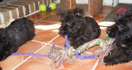 Three wiry looking black Bushland Terrier puppies each playing with the same rope toy