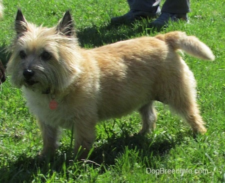 A shaggy little tan dog standing outside and looking to the left with a person behind her