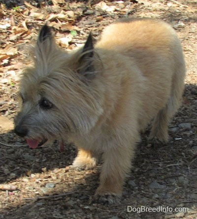 Anabelle the Cairn Terrier is standing in dirt and looking to the left with its mouth open and tongue out