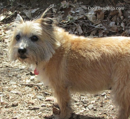 Anabelle the Cairn Terrier is standing outside with a mound of leaves in the background