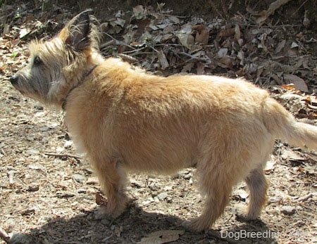 side view - Anabelle the Cairn Terrier is standing in dead leaves and looking to the left