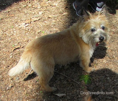 Anabelle the Cairn Terrier is standing in mulch and looking towards the person to the right