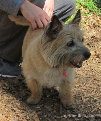 Anabelle the Cairn Terrier is standing outside and looking to the right and there is a person behind her kneeling down and touching her back