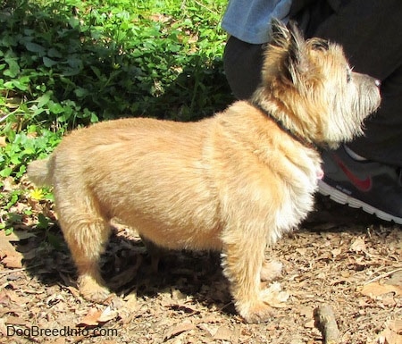 Anabelle the Cairn Terrier is facing the right and walking behind a kneeling person