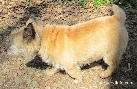 Anabelle the Cairn Terrier is walking to the left