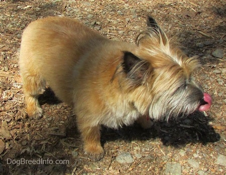 Anabelle the Cairn Terrier is standing outside and licking her nose