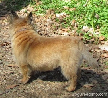 Side view - Anabelle the Cairn Terrier is standing outside and looking away from the camera