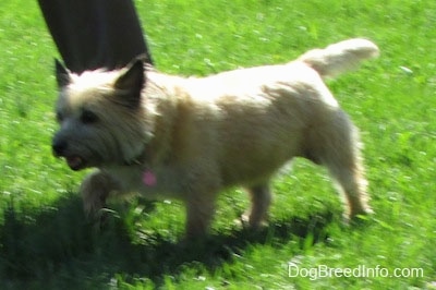 Anabelle the Cairn Terrier is trotting across a lawn next to a person