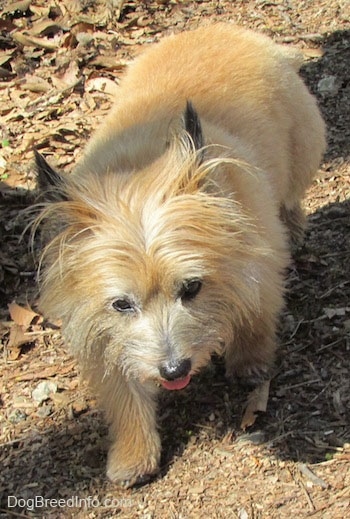 Anabelle the Cairn Terrier is standing in dirt and looking forward with its mouth open and tongue out