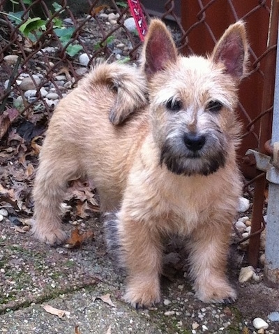 Sprocket the Cairnwich Terrier standing on a sidewalk in front of a chain link fence and looking at the camera holder