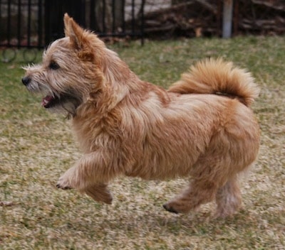 Right Profile - Sprocket the Cairnwich Terrier running across a lawn feet in mid-air with its mouth open