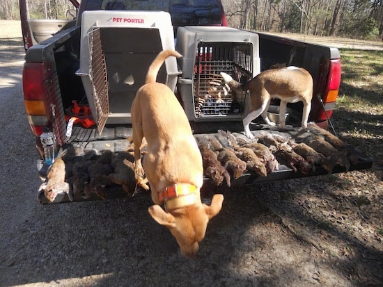 A tan with white Kemmer Stock Hybrid Squirrel Dog is jumping out of the back of a truck. The other Kemmer Stock Hybrid Squirrel Dog is drinking water out of a water bowl in the bed of the truck. There is a line of dead squirrels across the open tail gate of a truck bed