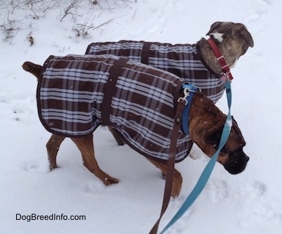Spencer the Pit Bull Terrier and Bruno the Boxer walking in the snow with their coats on