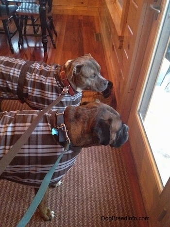 Bruno the Boxer and Spencer the Pit Bull Terrier wearing dog coats with their leashes snapped on looking out of a window