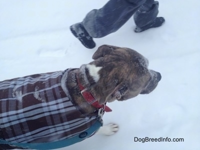 Spencer the Pit Bull Terrier walking outside in the snow in a dog coat with snow on his face