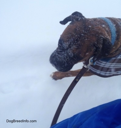 Bruno the Boxer getting snow all over his face