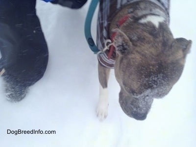 Spencer the Pit Bull Terrier walking in the snow with snow on his face