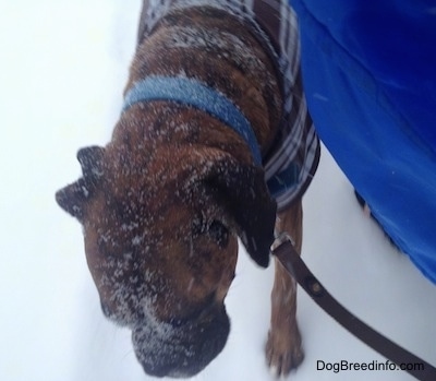 Bruno the Boxer walking next to his owner on a leash with snow all over him