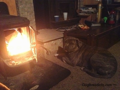 Spencer the Pit Bull Terrier laying near the fire