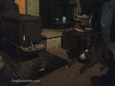 Bruno the Boxer by the fire