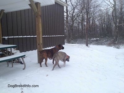 Spencer the Pit Bull Terrier and Bruno the Boxer walking around outside next to a brown metal building