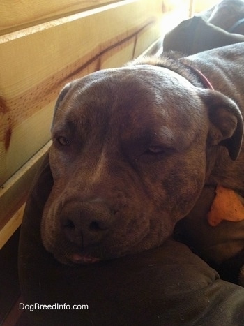 Close Up head shot - Spencer the Pit Bull Terrier sleeping in a dog bed