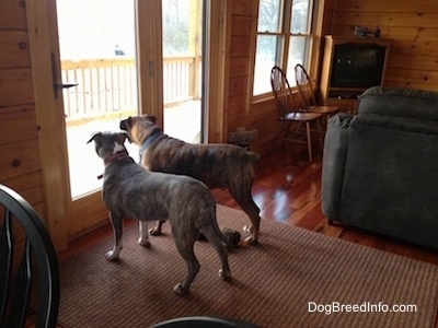 Spencer the Pit Bull Terrier and Bruno the Boxer in a cabin looking outside the glass door