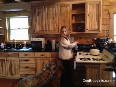 Spencer the Pit Bull Terrier and Bruno the Boxer in a kitchen looking up at Sara waiting to get a treat