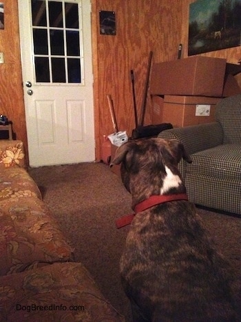 Spencer the Pit Bull Terrier in a cabin sitting down looking at the front door