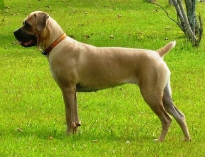 Left Profile - Cassie the Cane Corso Italiano is standing in grass and there is a tree behind it