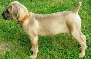 Left Profile - Cassie the Cane Corso Italiano as a puppy is standing outside in grass
