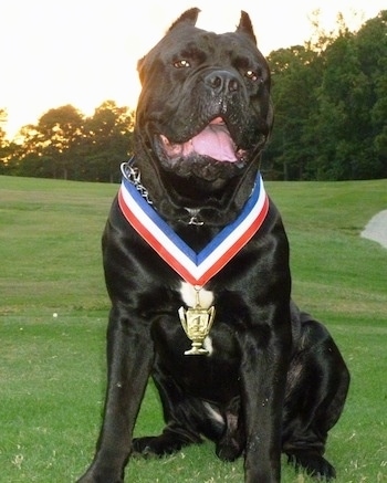 Nero the black Cane Corso Italiano ia sitting in a field wearing a gold medal. He is sitting with his mouth open and tongue out