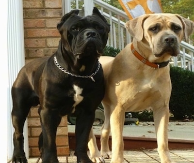 Nero and Cassie Cane Corso Italianos are standing next to a houst with bricks and a bush in the background
