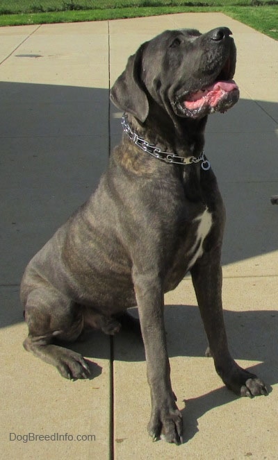 Shady the Cane Corso Italiano is sitting outside on a concrete surface and looking up