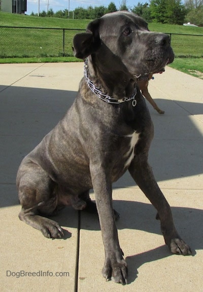 Shady the Cane Corso Italiano is sitting outside in front of another dog who is running behind him
