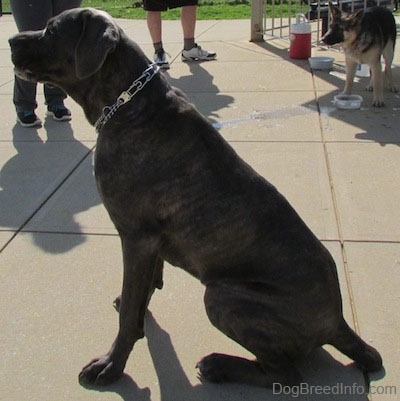 Left Profile - Shady the Cane Corso Italiano is sitting on a concrete. Shady is sitting in front of another dog that has spilled its water