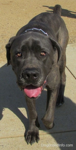 Shady the Cane Corso Italiano is walking towards the camera holder with its head down and mouth open and tongue out looking happy