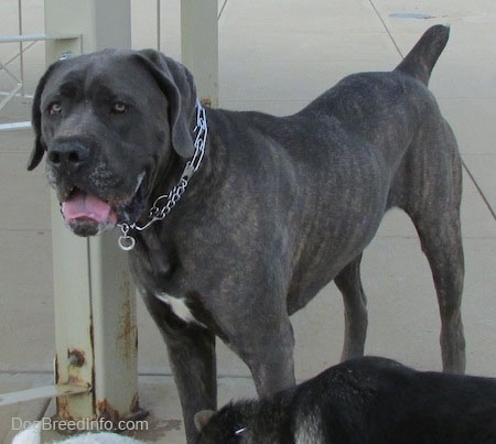 Shady the Cane Corso Italiano is sitting next to a Gazebo with its mouth open and tongue out