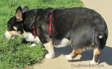 Craig the Cardigan Welsh Corgi is sniffing grass, but standing on concrete